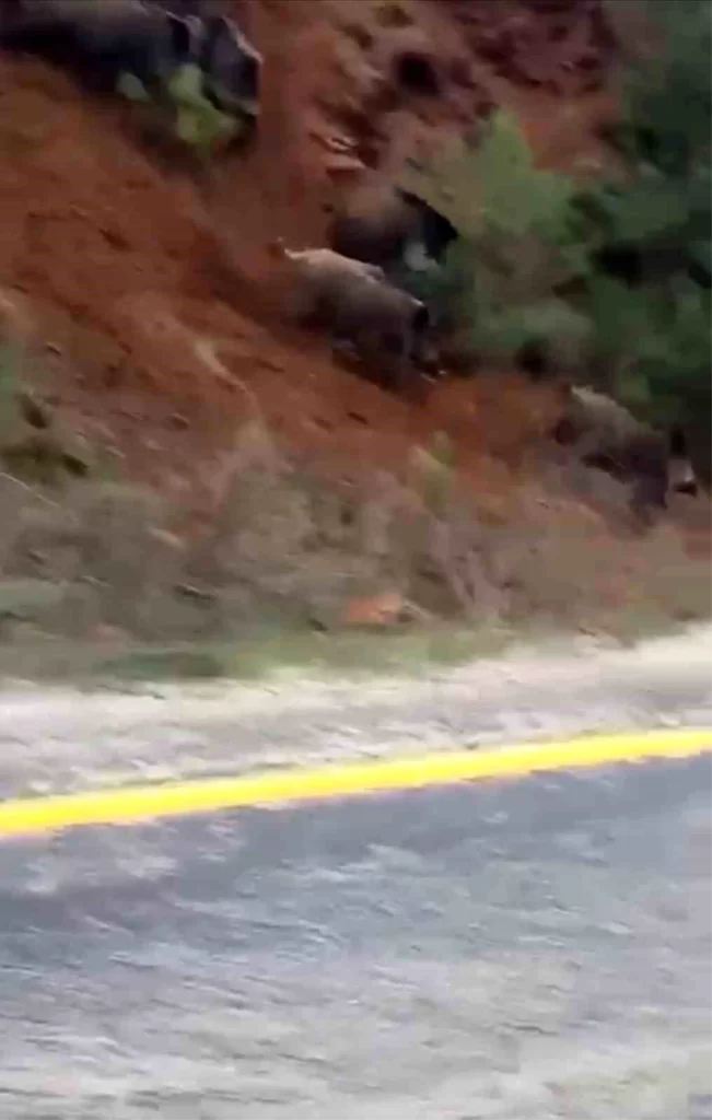 Bursa’da yemek bulamayan domuzlar karayoluna indi