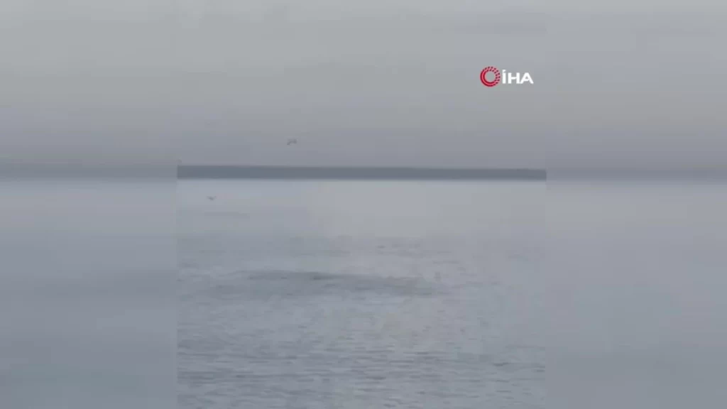 Bursa’da yunus balıkları gösteri yaptı