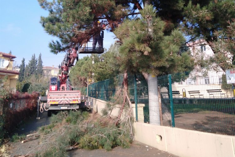Dilovası’nda ağaçlara bakım