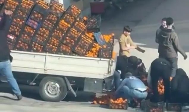 Dökülen mandalinalar için herkes seferber oldu
