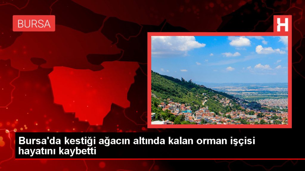 İnegöl’de ormanda devrilen ağacın altında kalan işçi hayatını kaybetti