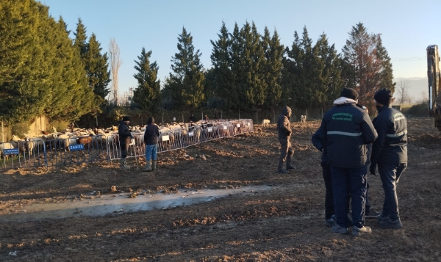 Zabıta’dan ”başıboş koyun” operasyonu