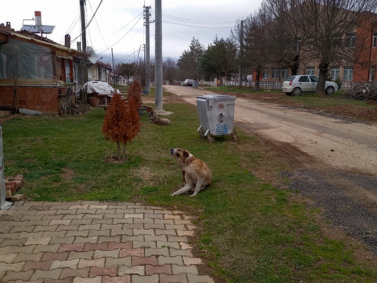 Bilecik’te evcil hayvan sahipleri uyarıldı