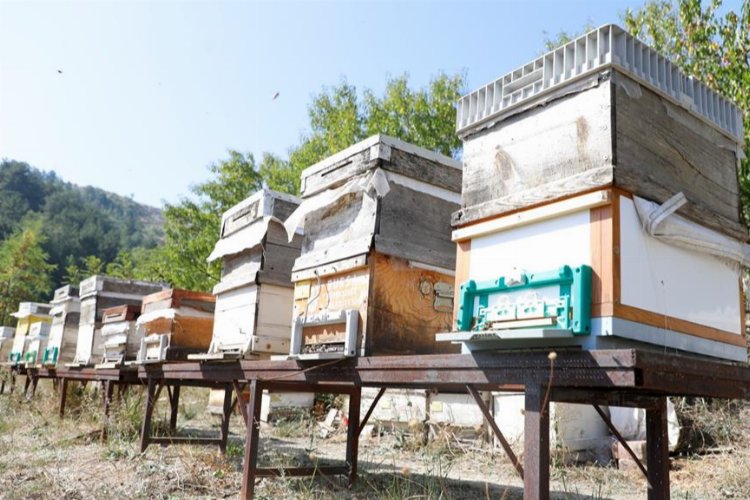 Bursa İnegöl arıcılık ve balda da marka olacak… Karaçalı’na coğrafi işaret alınacak