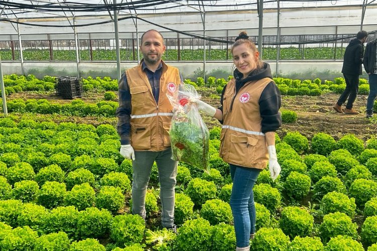 Bursa’da yaprağı yenen sebzelerde pestisit kontrolü