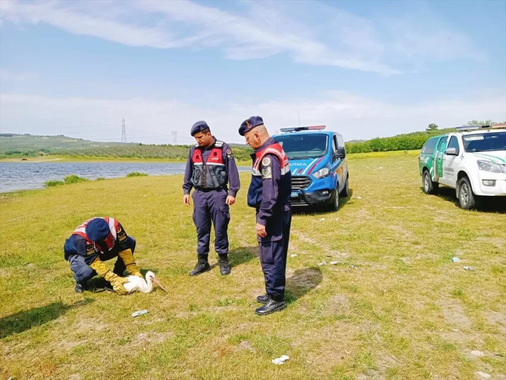Bursa’da yaralı leylek jandarma ekiplerince bulundu