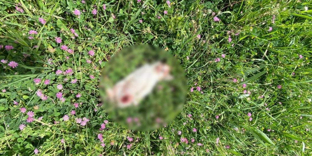 Yavru Kedileri Parçalayıp Araziye Atmışlar!