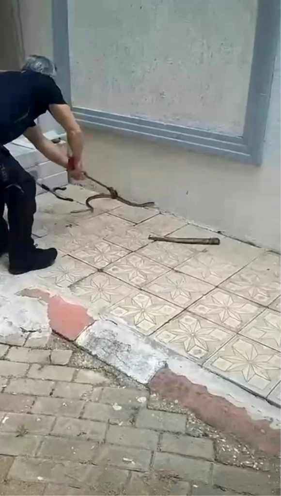 Bursa’da Sitenin Bahçesine Giren Yılan Panik Yarattı
