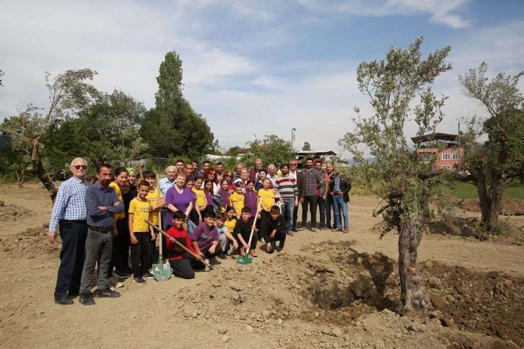 Zeytin ağaçları artık yeni yerinde