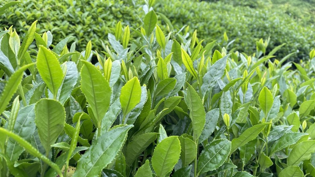 Son dakika… 2024 yılı yaş çay alım fiyatı belli oldu: Üreticilere kilogram başına 19 lira