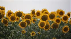 Çiftçilere yönelik tarımsal destekleme ödemelerine başladı