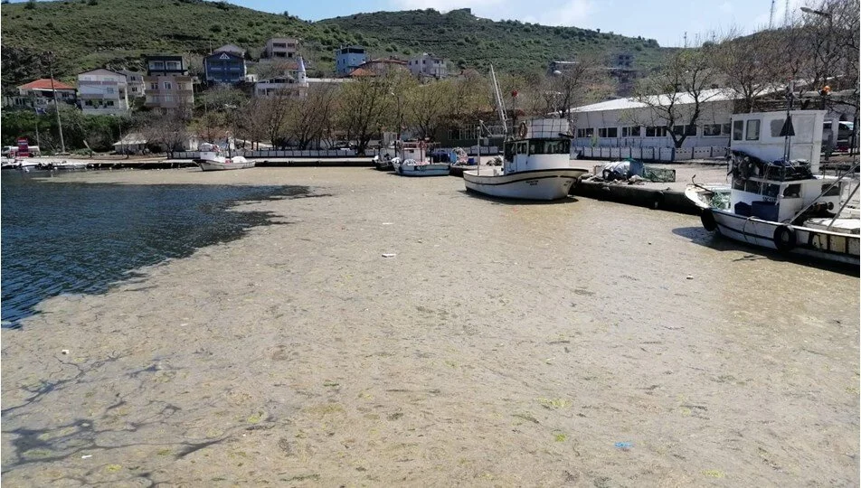 Marmara Denizi’nde yeniden müsilaj sorunu
