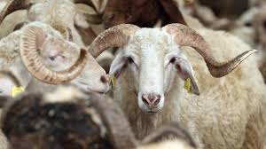 Mudanya’da kurban kesilecek yerler açıklandı