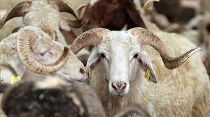 Mustafakemalpaşa’da kurban kesim yerleri belirlendi