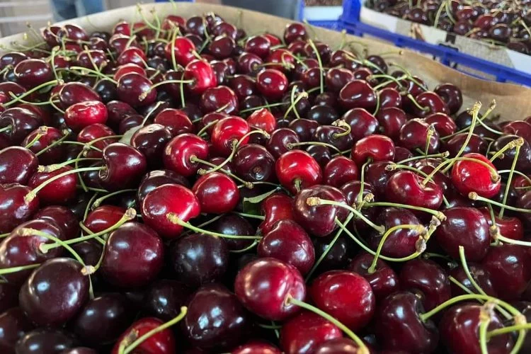 Keles kirazı hasadı başladı