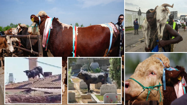 Kurban Bayramı’nın en ilginç 10 görüntüsü: Sosyal medyada viral oldu her yerde paylaşılıyor