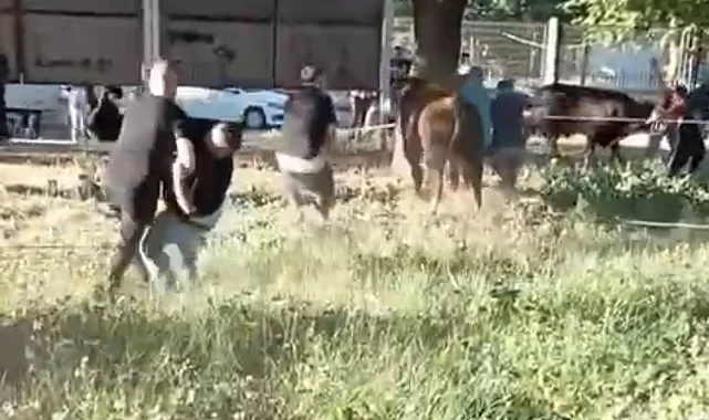 Kurbanlık danayı yakalamaya çalıştılar