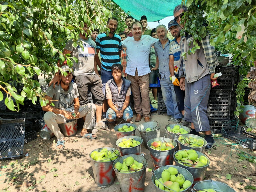 Kestel’de Santa Maria Armut hasadı başladı