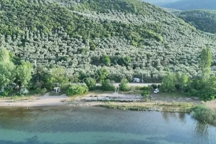 İznik’in zeytin tarlaları ilçeye renk katıyor