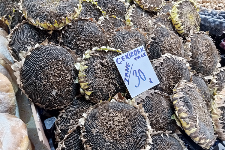 Çerezlik ayçiçeği hasadı sezonu açıldı