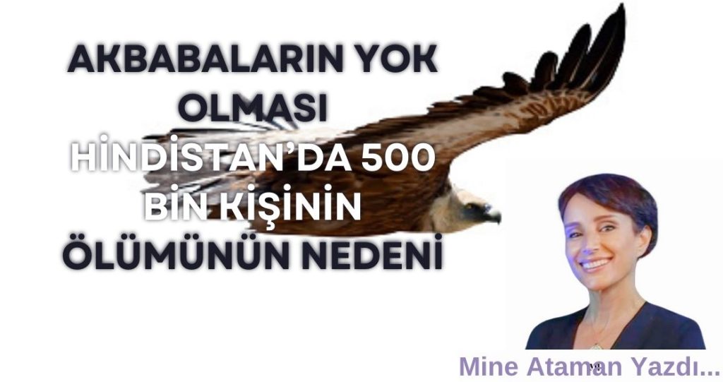 Akbabaların yok olması Hindistan’da 500 bin kişinin ölümüne yol açtı