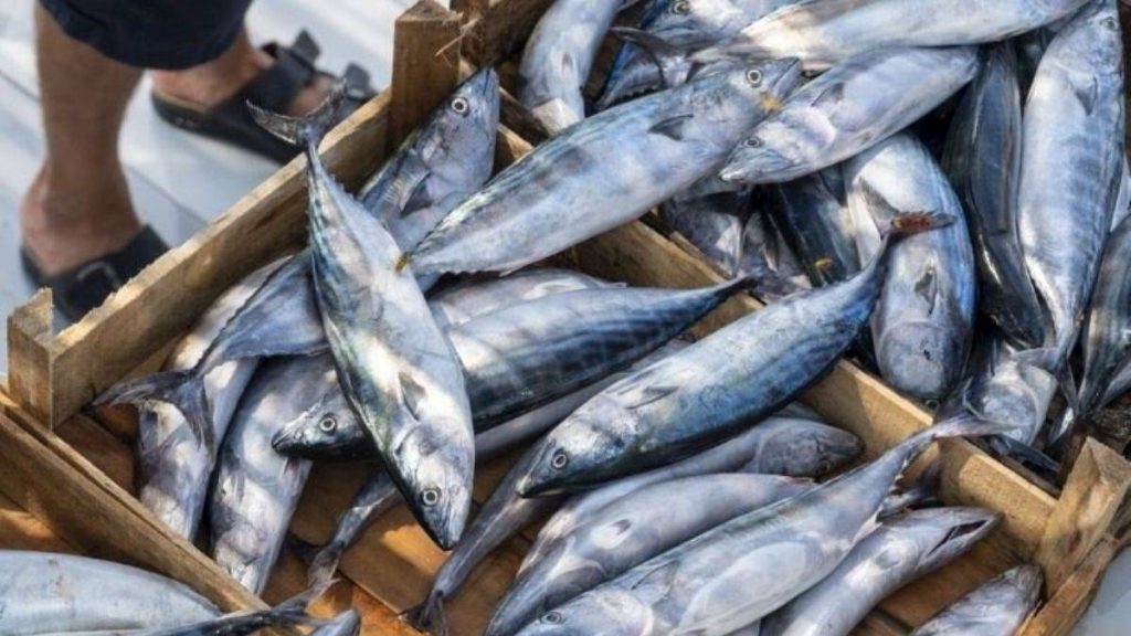 Mudanya’da Palamut sezonu başladı