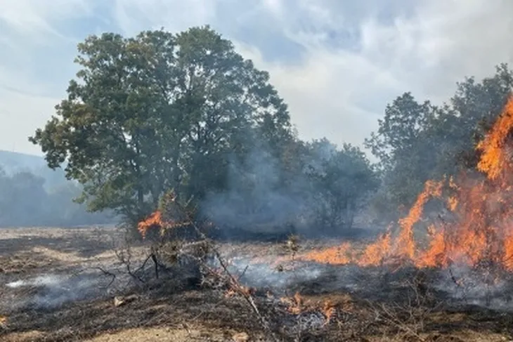 Bursa’da zeytinlik alanda korkutan yangın