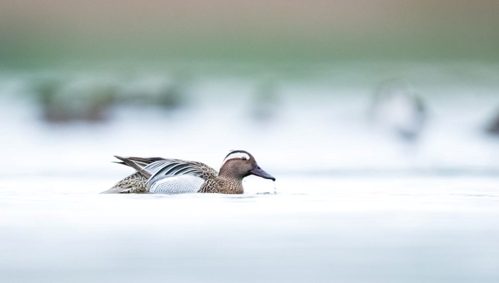 Türkiye’nin en önemli sulak alanlarından: Birçok kuş türüne ev sahipliği yapıyor