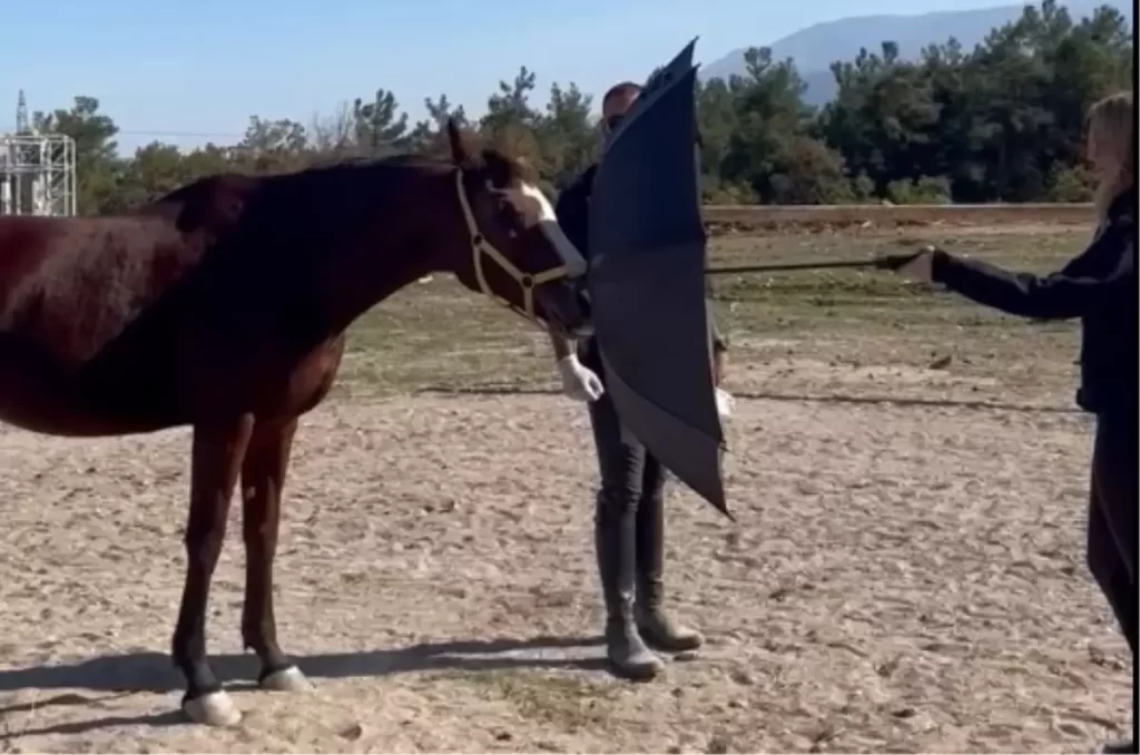 At Eğitimi İçin Yeni Yöntem: Clicker