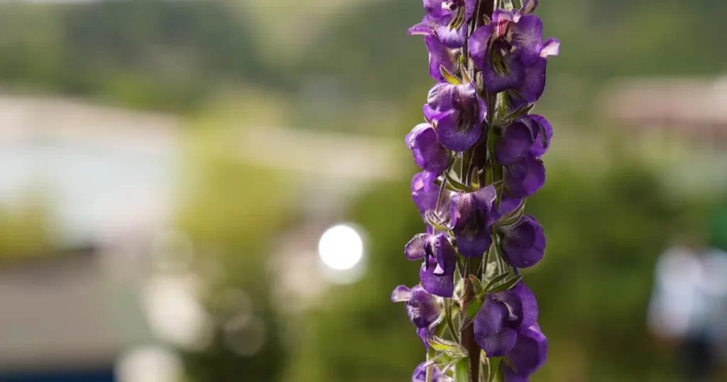Gürsu’nun özel bitkisi mor çiçeklerini açtı! Fotoğraf tutkunlarının ilgi odağı