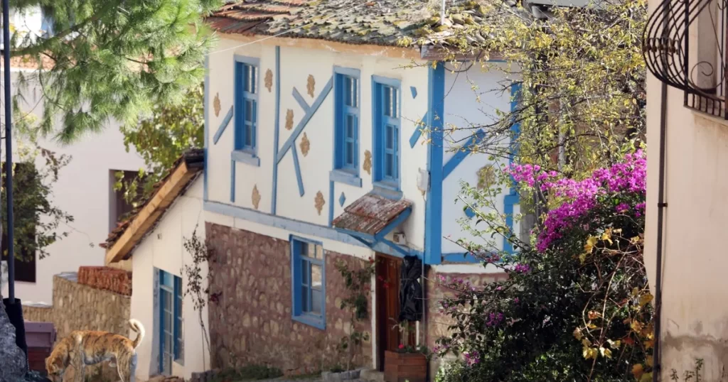 Bursa Mudanya’da ‘Tirilye Zeytin Çiçeği Festivali’ne hazırlığı