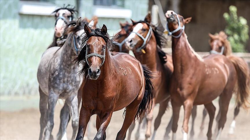 TİGEM 60 safkan Arap koşu tayı satacak