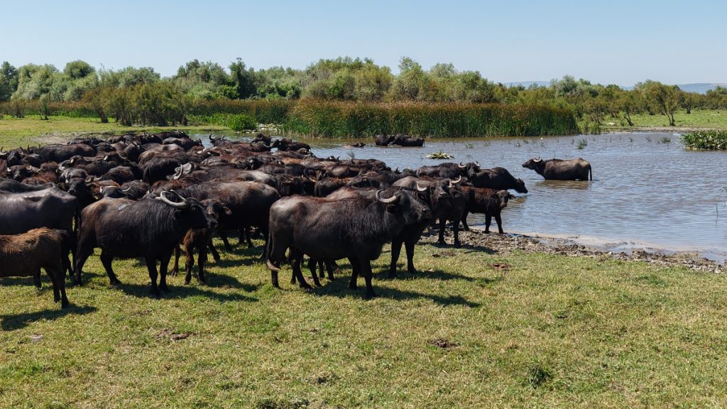Bursa’da Afrika savanasını andıran görüntüler