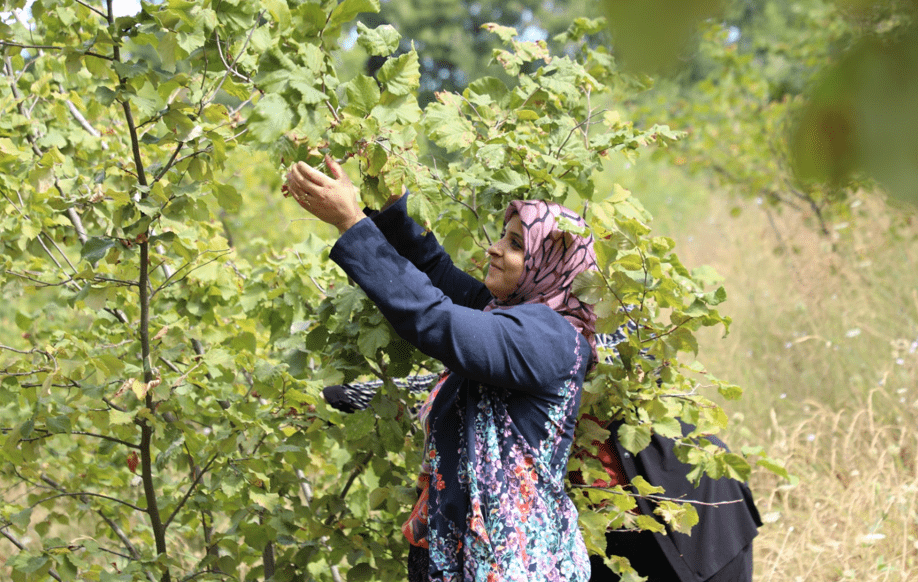 İnegöl Fındığında Hasat Zamanı