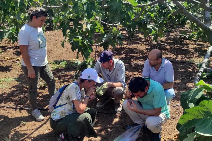 Mudanya’da İncir Üreticilerine Kırmızı Örümcek Uyarısı