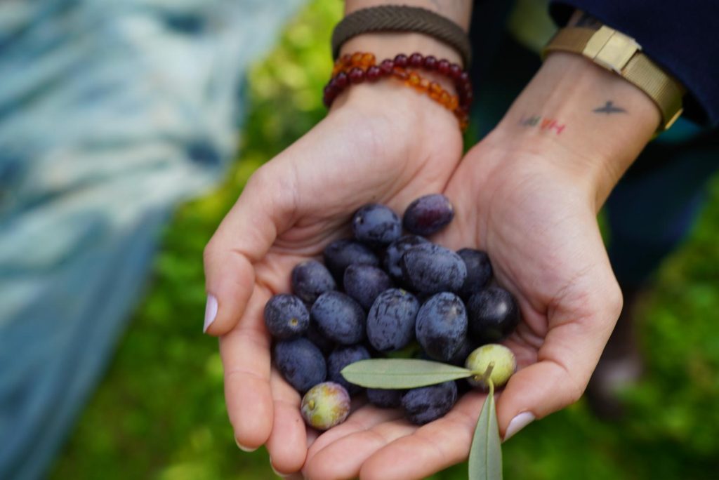 47. Orhangazi Zeytin Festivali Başlıyor