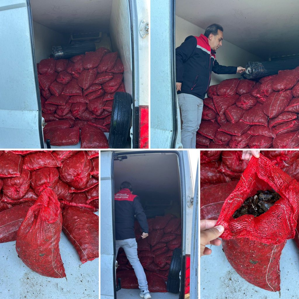 2.5 Ton Kara Midyeye El Konuldu