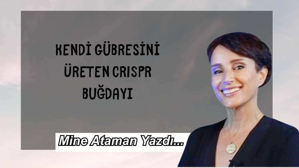 Kendi Gübresini Üreten CRISPR Buğdayı
