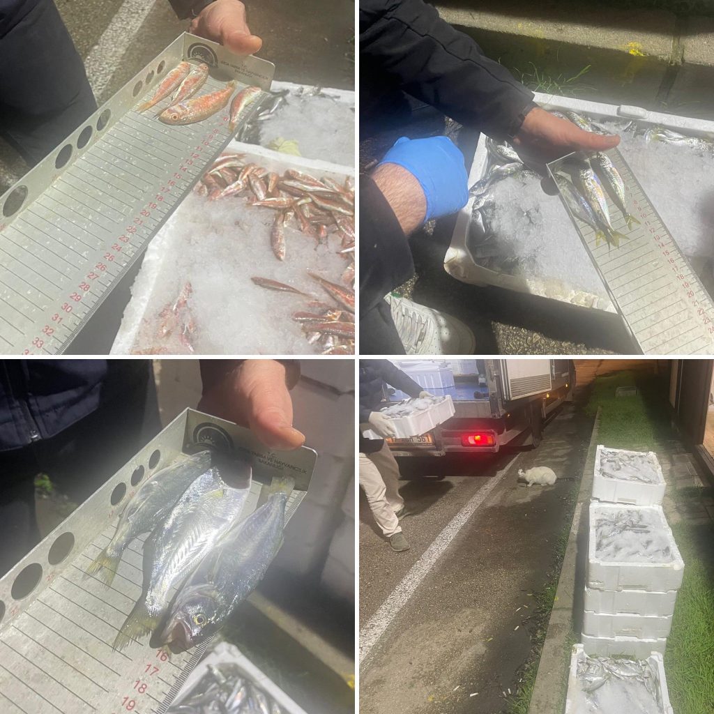 Bursa Balık Hali’nde Sıkı Denetim