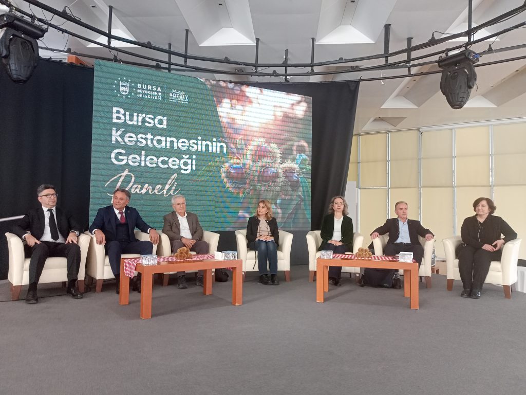 Bursa Kestanesi Masaya Yatırılıyor