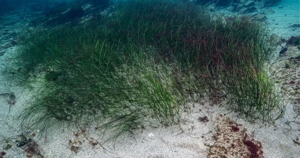 Prof. Dr. Mustafa Sarı’dan ‘deniz çayırları’ için acil önlem çağrısı!