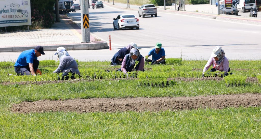 Osmangazi Adeta Çiçek Bahçesi… 260 Bin 750 Yazlık Çiçek Toprakla Buluşuyor